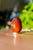 Carnelian 