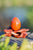 Red Jasper 